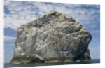 Northern gannet nesting colony atop Stac Lee by Anonymous