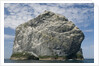 Northern gannet nesting colony atop Stac Lee by Anonymous