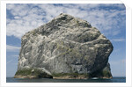 Northern gannet nesting colony atop Stac Lee by Anonymous