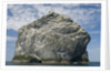 Northern gannet nesting colony atop Stac Lee by Anonymous