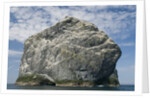Northern gannet nesting colony atop Stac Lee by Anonymous