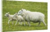 Ewe and lambs by Anonymous
