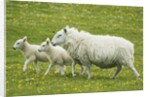 Ewe and lambs by Anonymous
