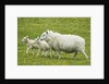 Ewe and lambs by Anonymous