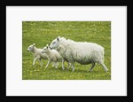 Ewe and lambs by Anonymous