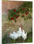 White chickens beneath roses by Anonymous