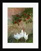 White chickens beneath roses by Anonymous