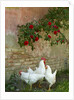 White chickens beneath roses by Anonymous