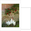 White chickens beneath roses by Anonymous