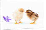 Day-old chicks by Anonymous