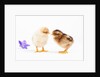 Day-old chicks by Anonymous
