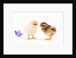Day-old chicks by Anonymous