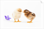 Day-old chicks by Anonymous