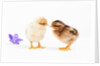 Day-old chicks by Anonymous