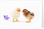 Day-old chicks by Anonymous