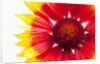 Blanketflower by Anonymous
