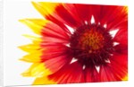 Blanketflower by Anonymous