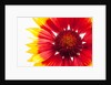 Blanketflower by Anonymous