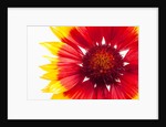 Blanketflower by Anonymous