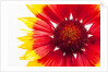 Blanketflower by Anonymous