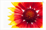 Blanketflower by Anonymous