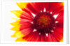 Blanketflower by Anonymous