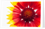 Blanketflower by Anonymous