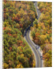 Road through Autumn forest by Anonymous