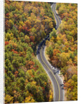 Road through Autumn forest by Anonymous