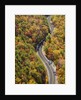 Road through Autumn forest by Anonymous