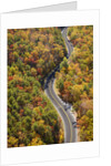 Road through Autumn forest by Anonymous