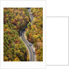 Road through Autumn forest by Anonymous