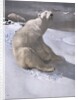 Polar bears in snow by Carl Ederer