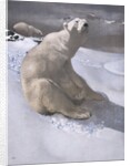 Polar bears in snow by Carl Ederer