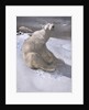 Polar bears in snow by Carl Ederer