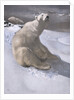 Polar bears in snow by Carl Ederer