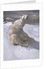Polar bears in snow by Carl Ederer