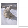 Polar bears in snow by Carl Ederer