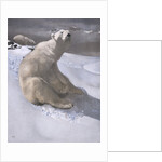 Polar bears in snow by Carl Ederer