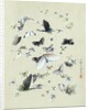 Drawing of butterflies and moths attributed to Settso by Anonymous