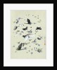 Drawing of butterflies and moths attributed to Settso by Anonymous