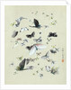 Drawing of butterflies and moths attributed to Settso by Anonymous