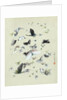 Drawing of butterflies and moths attributed to Settso by Anonymous