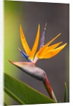 Bird-of-paradise flower on Maui by Anonymous