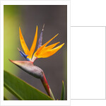Bird-of-paradise flower on Maui by Anonymous
