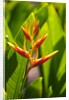 Heliconia Nickeriensis flower on Maui by Anonymous