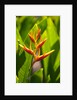 Heliconia Nickeriensis flower on Maui by Anonymous