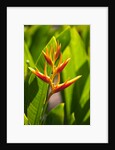 Heliconia Nickeriensis flower on Maui by Anonymous
