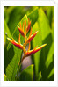 Heliconia Nickeriensis flower on Maui by Anonymous