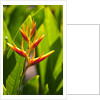 Heliconia Nickeriensis flower on Maui by Anonymous